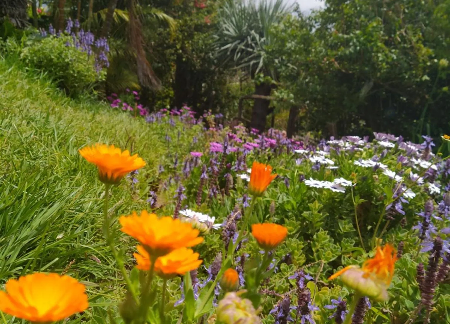 Apartamento Biofuncho Garden Residence Funchal